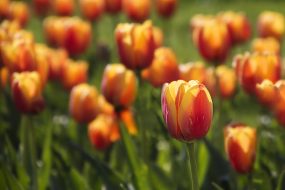 Mother's Day Brunch & Dinner 2021