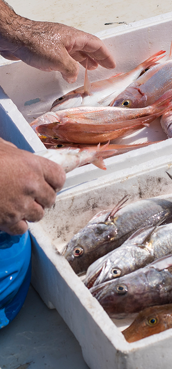 box-of-fish