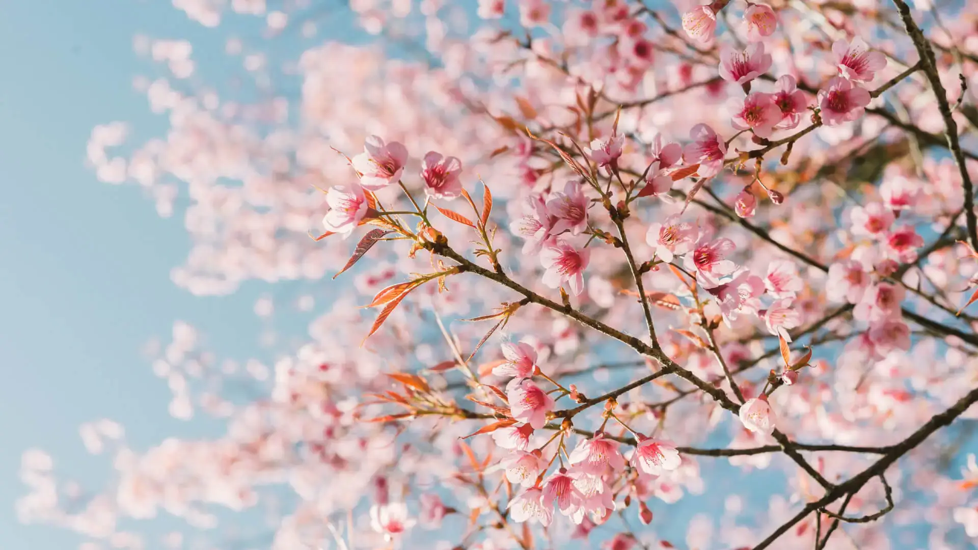 cherry blossom tree with sky