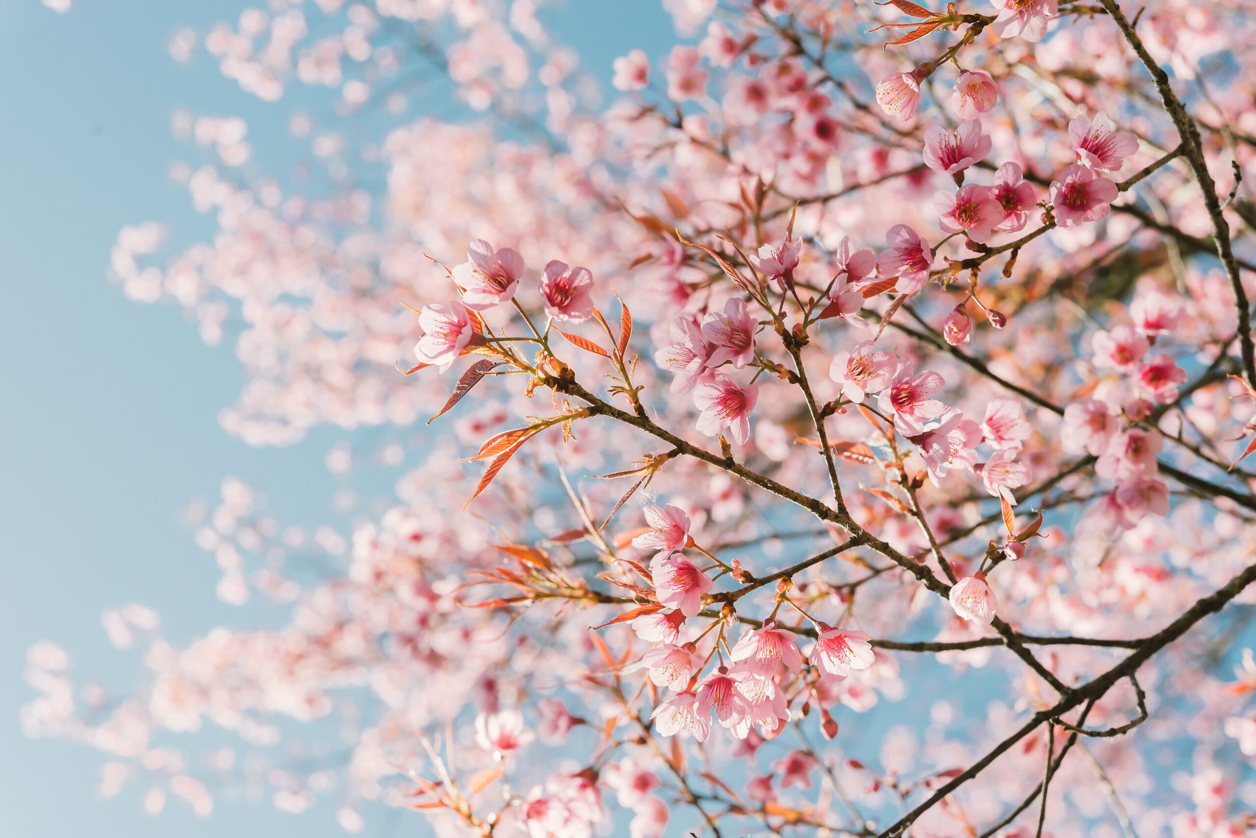 cherry blossom tree with sky